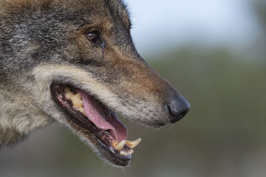 Wolf mit gefletschten Zähnen im Profil